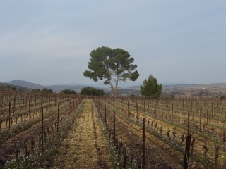 BOUCLE CAUX NIZAS-herault