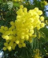 BABEAU-BOULDOUX - MALIBERT - SOURCE DU VERNAZOBRE -herault