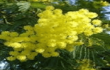 BABEAU-BOULDOUX - MALIBERT - SOURCE DU VERNAZOBRE -herault