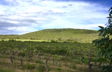 GUZARGUES - LIROU - GUZARGUES-herault