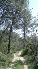 FAVAS - PUECH DU CAMP-herault