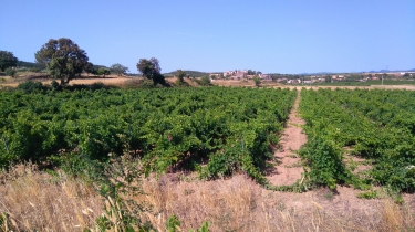 FOUZILHON - LES COTEAUX-herault
