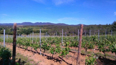 LAURENS - LA GRANGE MONASTIQUE DE SAUVANES-herault