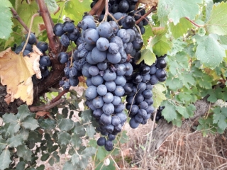 VERARGUES - TOUR DES CHATEAUX MUSCATS LUNEL-herault