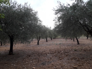 VERARGUES - TOUR DES CHATEAUX MUSCATS LUNEL-herault