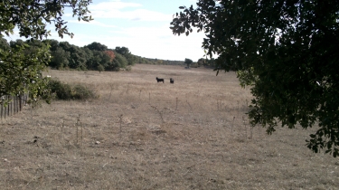 VIOLS-EN-LAVAL -herault