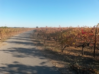 LAVERUNE - SENTIER DU DRAGON - OENORANDO-herault