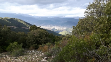 CAUSSINIOJOULS - BOIS DE L ESTELIER
