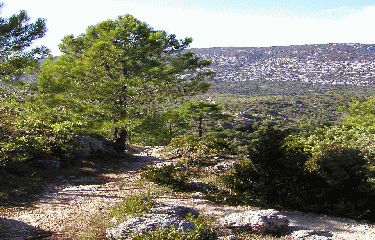 COMBE DES GOUFOUS-herault