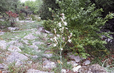 MAS DES BAUMES - CHEMIN DES ASPHODELES-herault