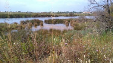 VENDRES - CHICHOULET-herault