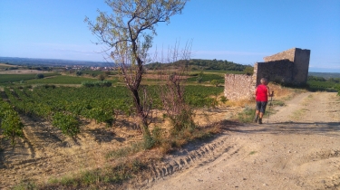VIGNES ET GARRIGUES - MURVIEL LES BEZIERS-herault