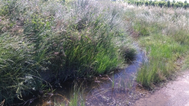 PROMENADE A TRAVERS LE TERROIR DU PICPOUL  - POMEROLS - PINET-herault