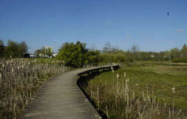 ACIGNE-ille-et-vilaine