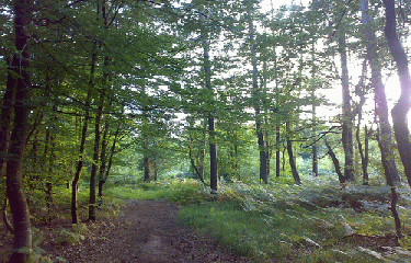 SAINT-SULPICE-LA-FORET-ille-et-vilaine