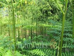 FOUGERES - LECOUSSE-ille-et-vilaine