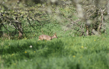 FORET DE LIFFRE-ille-et-vilaine