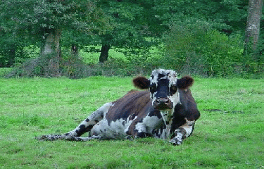 SAINT-SENOUX (2)-ille-et-vilaine