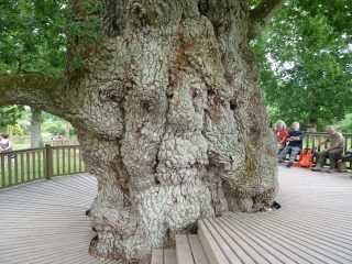 BROCELIANDE - LA FONTAINE DE BARENTON ET LE CHENE A GUILLOTIN-ille-et-vilaine