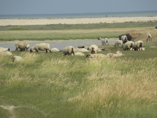 ROZ-SUR-COUESNON - MARAIS ET POLDERS-ille-et-vilaine