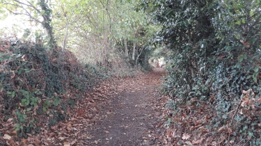 SAINT-MARC-LE-BLANC - CIRCUIT DES BOGUES (CIRCUIT COURT) -ille-et-vilaine