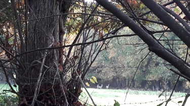 SAINT-REMY-DU-PLAIN - CIRCUIT DES CRETES - 8 KM-ille-et-vilaine