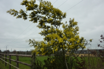 SAINT-ARMEL-ille-et-vilaine