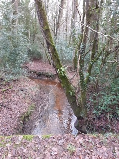 LA CALEUVRE PAR TEMPS HUMIDE-ille-et-vilaine