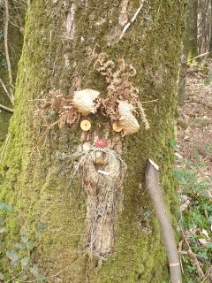 BOIS DE CENT JOURS ET LANDES AU NORD-OUEST DE BOVEL-ille-et-vilaine