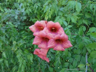 ENTRE CHEMINS CREUX ET CHARME DE L ILLE-ille-et-vilaine
