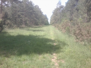 MUEL - FORET DE BROCELIANDE-ille-et-vilaine