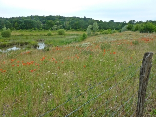 SAINT-CYR-SUR-LOIRE - FONDETTES - ESPACE NATUREL SENSIBLE VAL DE CHOISILLE-indre-et-loire