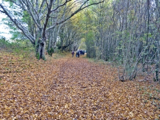 MAZIERES-DE-TOURAINE - MARCHE FORESTIERE-indre-et-loire