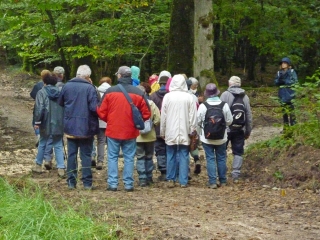 BEAUMONT-LA-RONCE ET SA FORET-indre-et-loire