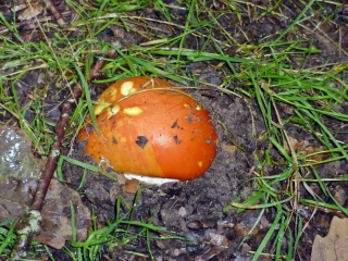 BEAUMONT-LA-RONCE ET SA FORET-indre-et-loire