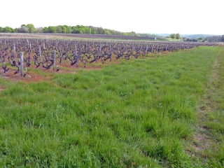 VERNOU-SUR-BRENNE - SA VALLEE - SES COTEAUX  ET SES VIGNES-indre-et-loire