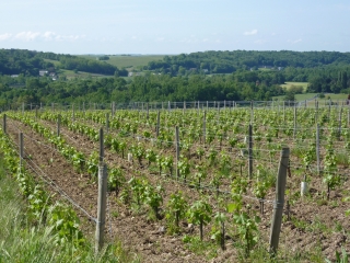 CHANCAY - VIGNES A.O.C. VOUVRAY DEPUIS LE DOMAINE DES CORMIERS ROUX-indre-et-loire
