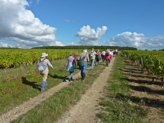 NOIZAY DU TUFFEAU AU CHENIN-indre-et-loire