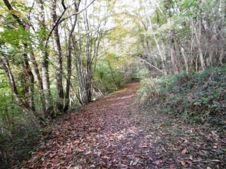 BOURGOIN - BOIS DE LA CASSE PAR MONTAUBAN-isere