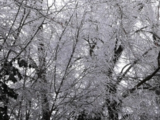 CHARETTE - ETANG DE MONTCLUS-isere