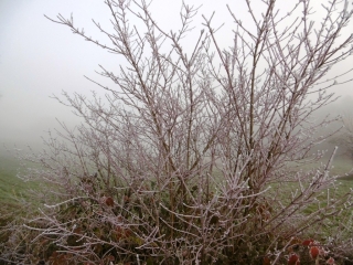 CHARETTE - ETANG DE MONTCLUS-isere