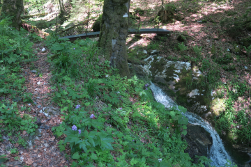 SANGLE DE MALAMILLE-isere