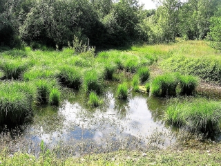 CHARETTE - MARES DE CRAQUENOT-isere