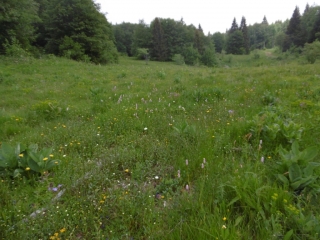 MALLEVAL-EN-VERCORS - BOUCLE DE LA FORET DE COULME-isere