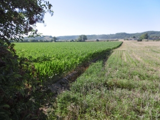 SAINT-JUST-CHALESSIN - PAR LE BOIS DU RECOURS-isere