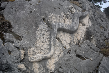 BOUCLE DE LA FAUGE JUSQU A LA BERGERIE-isere