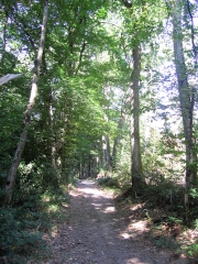 VILLENEUVE-DE-MARC - FORET DE BONNEVAUX-isere