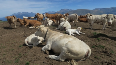 LA PEYROUSE DU CHALET DE L AS-isere