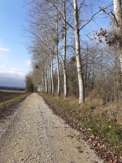 SAINT SAVIN - LES MARAIS PAR LA PRISON-isere