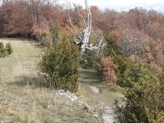 SAINT-PIERRE-DE-CHERENNES - EN FORET DE COULME-isere